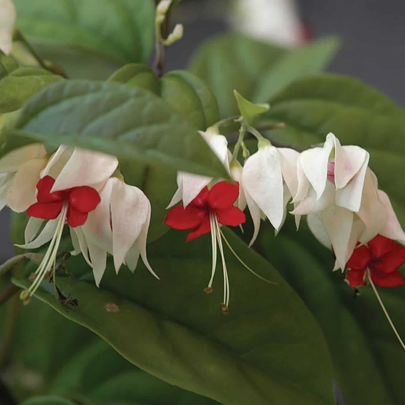 Como cultivar a bela planta Lágrima-de-Cristo (Clerodendrum thomsoniae) em casa?