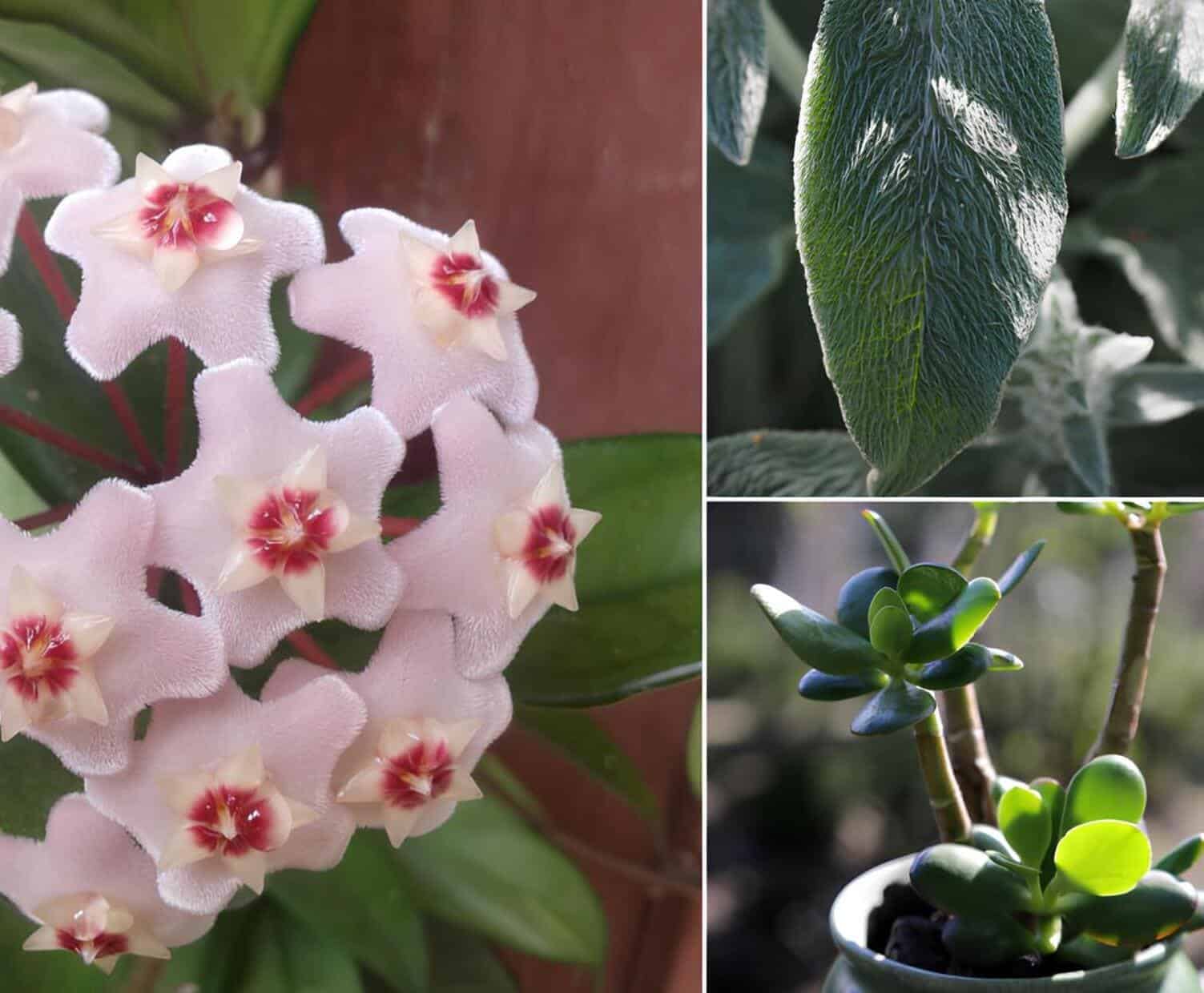 5 plantas capazes de atrair prosperidade e abundância para sua casa.