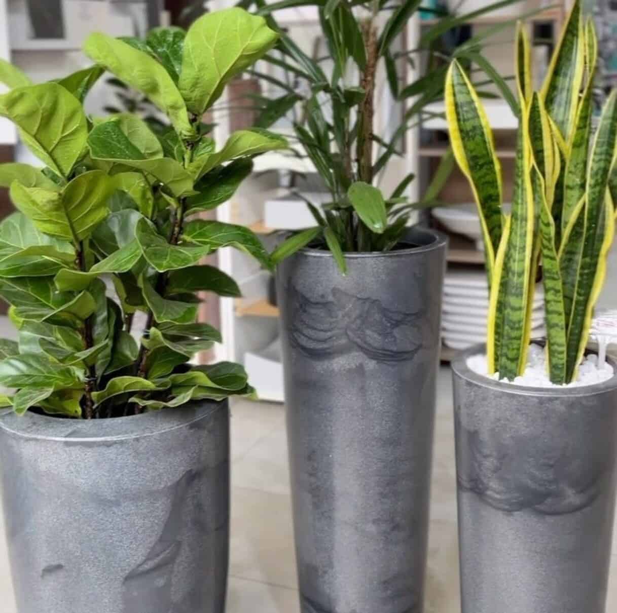 4 plantas que não precisam de sol e como cuidar delas