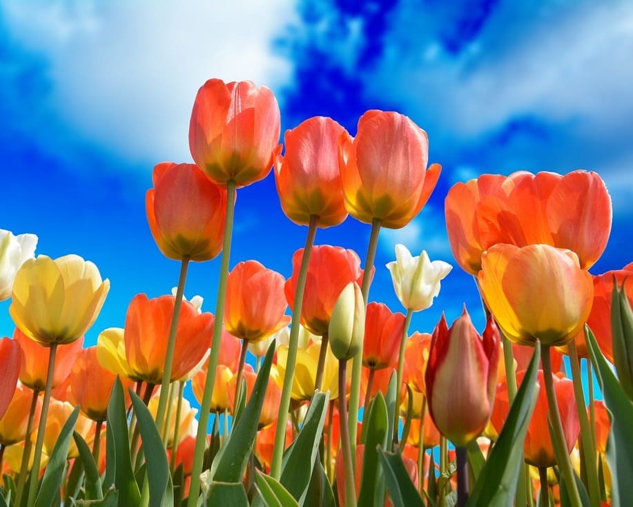 significado de tulipas