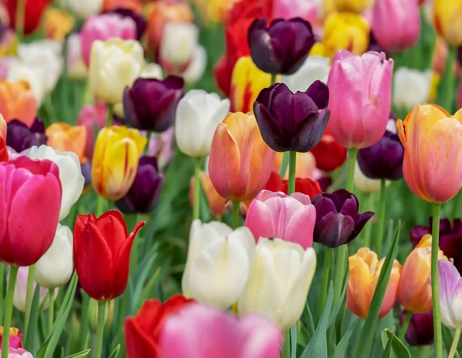 Você sabe qual o significado de tulipas?