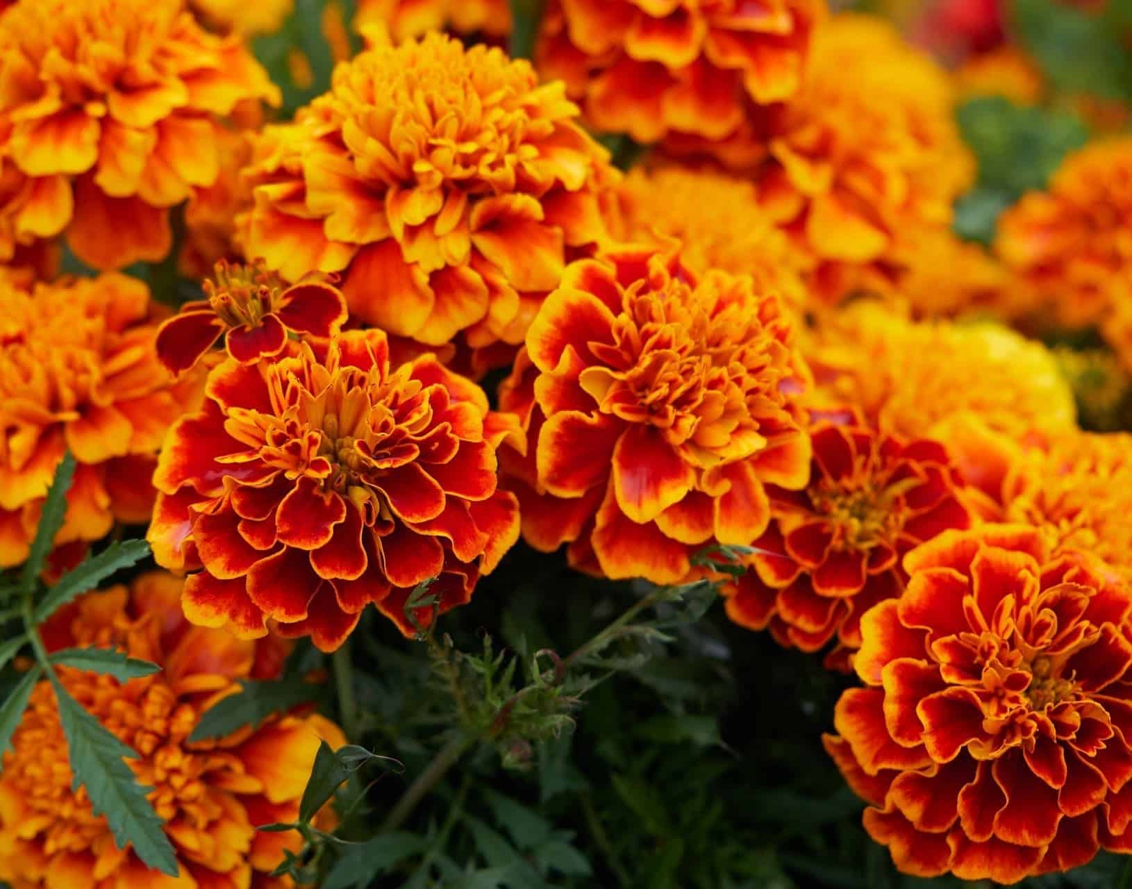 Tagetes (Tagetão): a flor que encanta com seu formato, cor e aroma único.