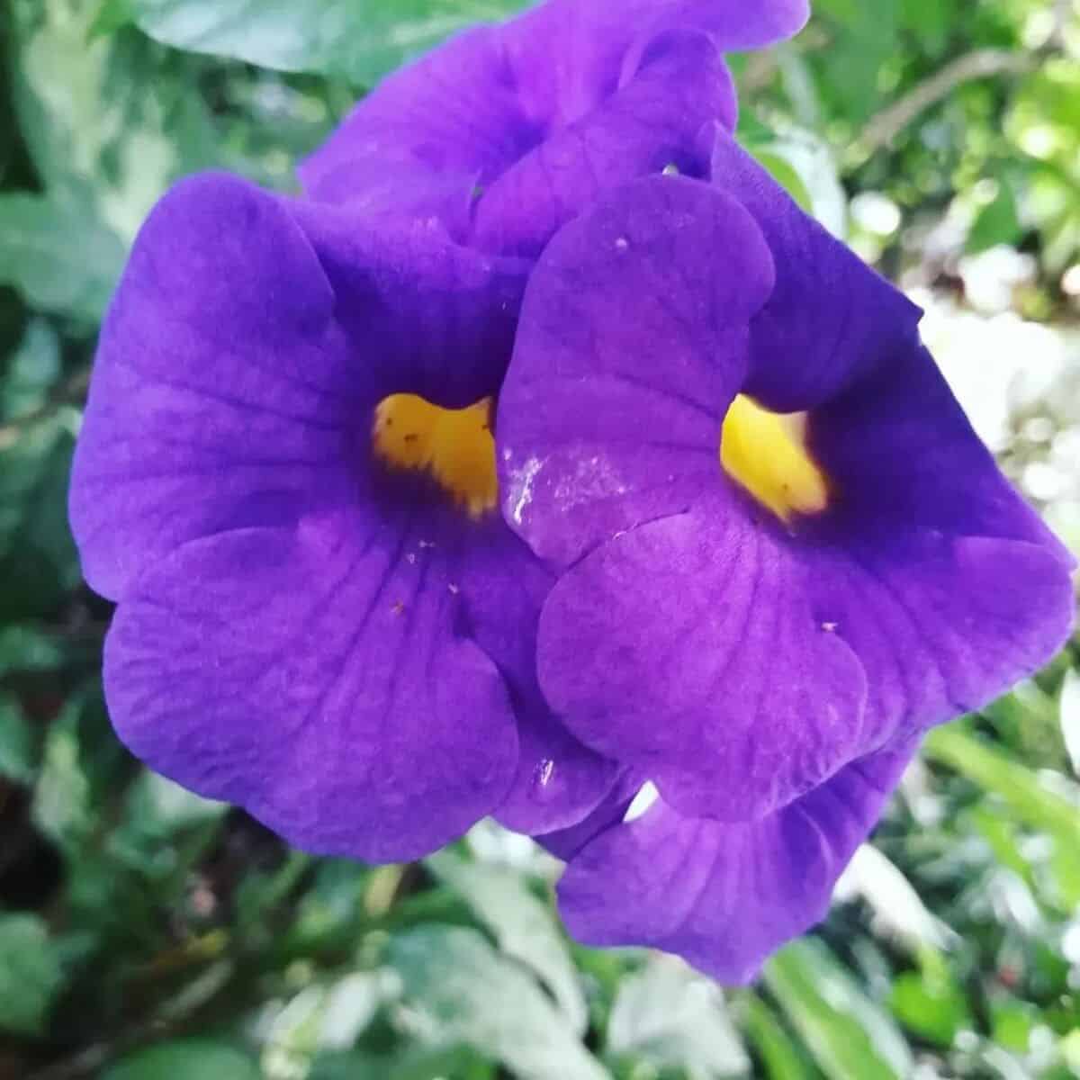 Tumbergia arbustiva: saiba como cuidar da conhecida flor trombeta-azul.