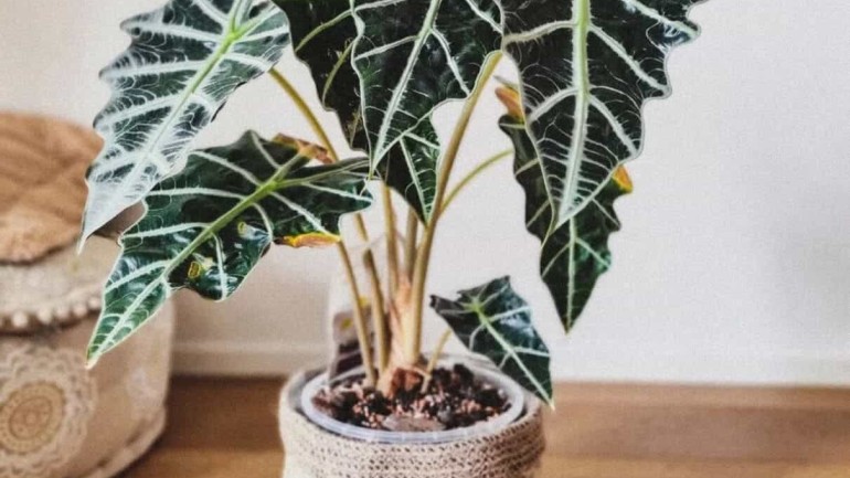 Alocasia polly: uma planta exótica e elegante para decorar sua casa