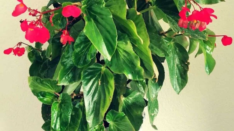 Planta do sucesso: aprenda a cultivar a begônia asa de anjo (begonia coccinea).