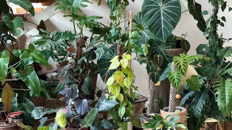 Filodendros: plantas para ter em casa que vão encantar você