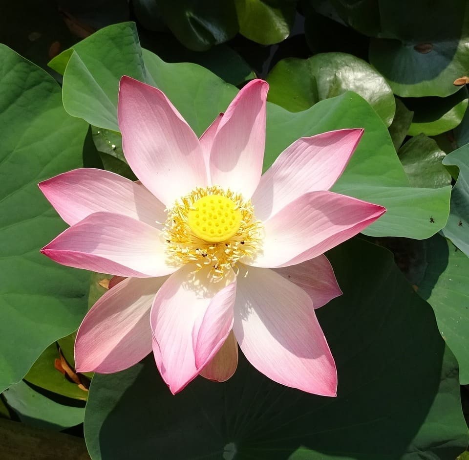 flor de lotus capa 2