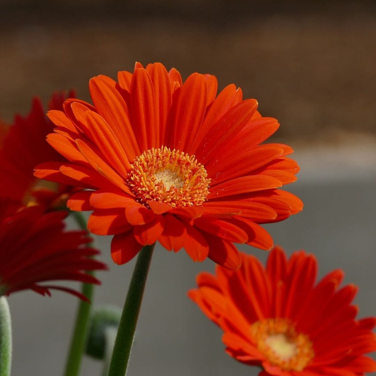 A Flor que Encanta: Gerbera Jamesonii. Um guia completo para seu cultivo e floração.
