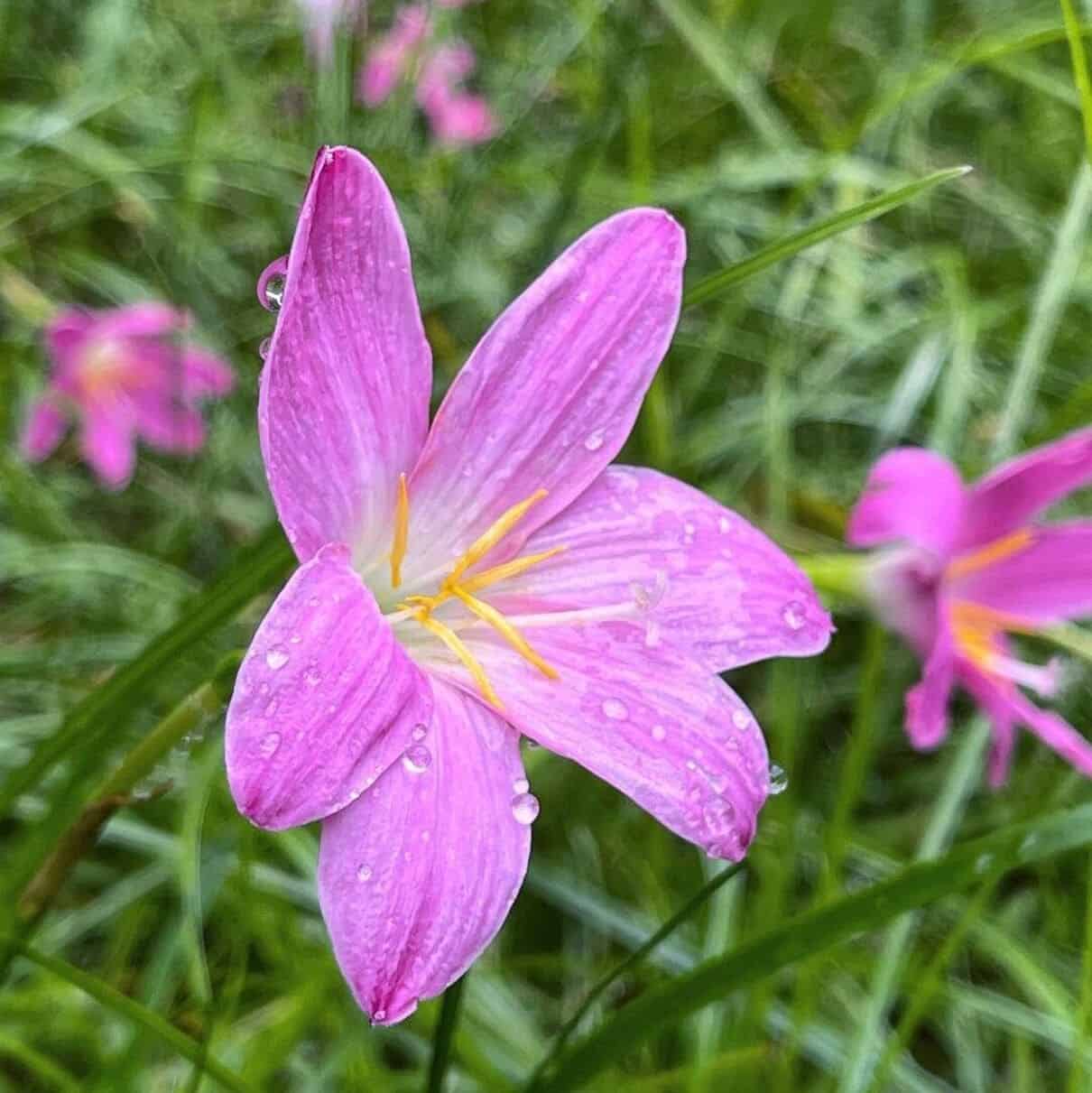 Lírio da chuva (Zephyranthes rosea): como cuidar da flor que protege contra energias negativas?