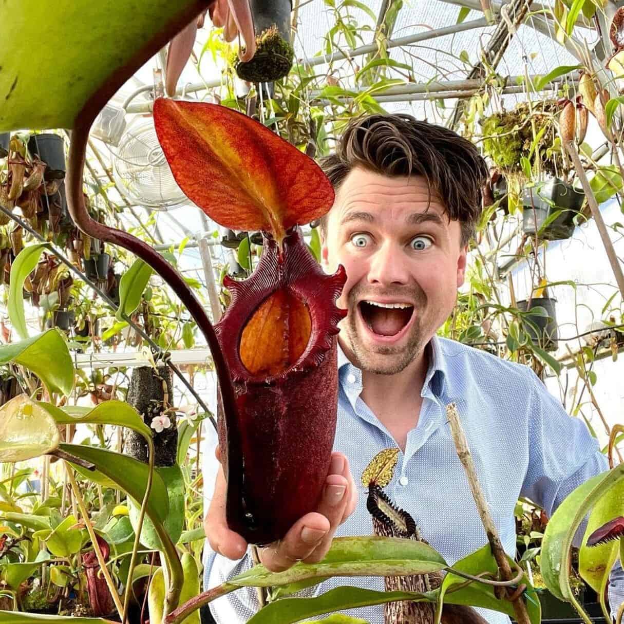 Ela pode engolir ratos e até pássaros! Conheça a Nepenthes rajah, a maior planta carnívora do mundo!
