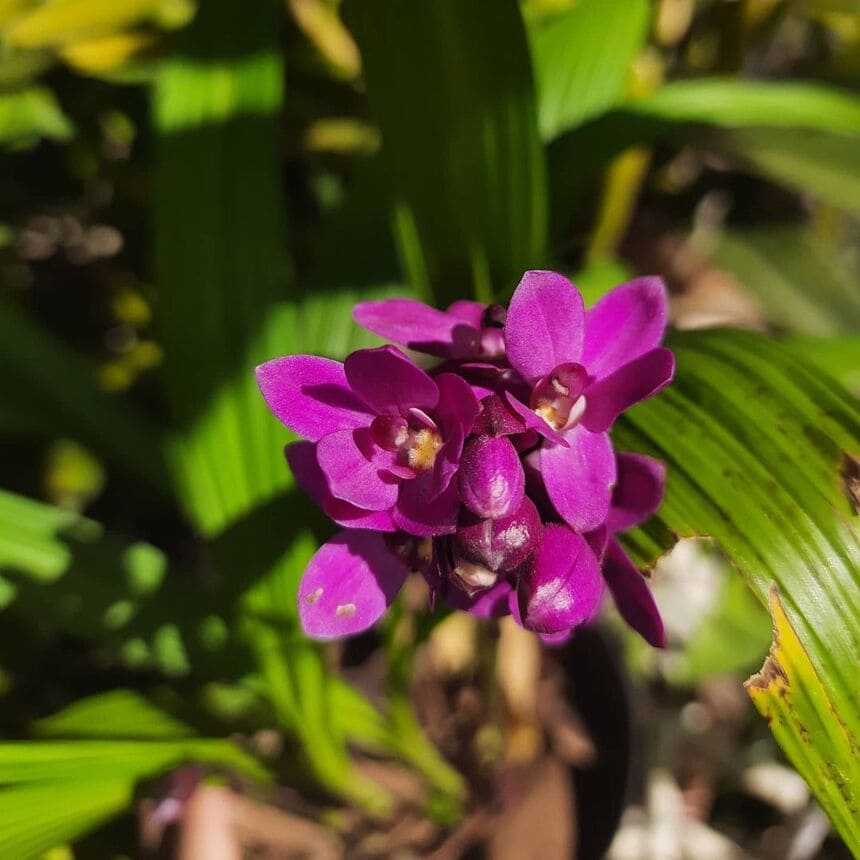 orquidea-grapete