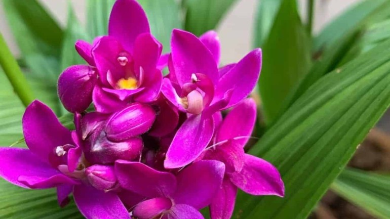 Orquídea-grapete (Spathoglottis unguiculata): características e cuidados.