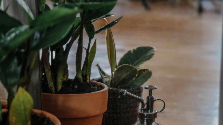 Planta zamioculca: como cuidar? Dicas de iluminação, substrato e adubação!