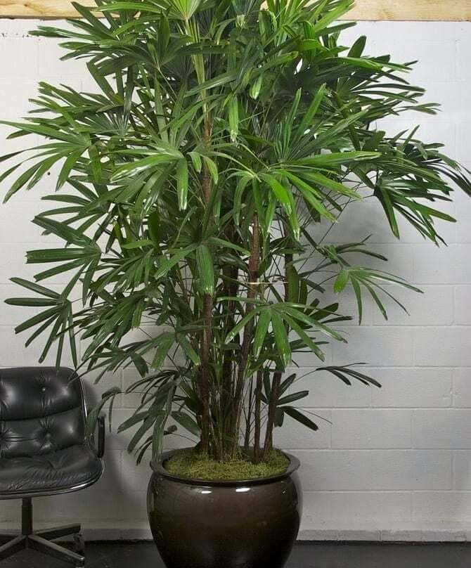 plantas grandes para sala rafia