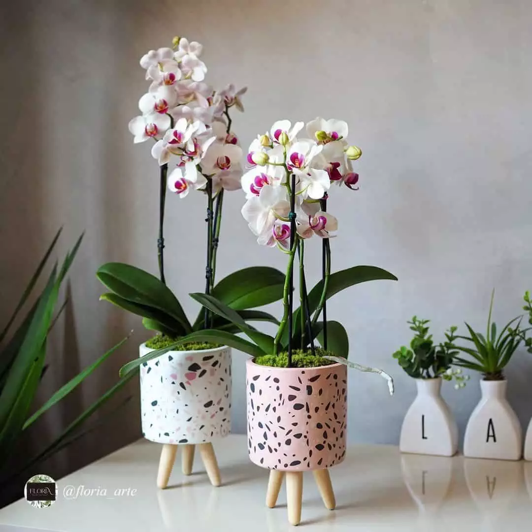Substrato para orquídeas: qual utilizar? Descubra o segredo dos especialistas!