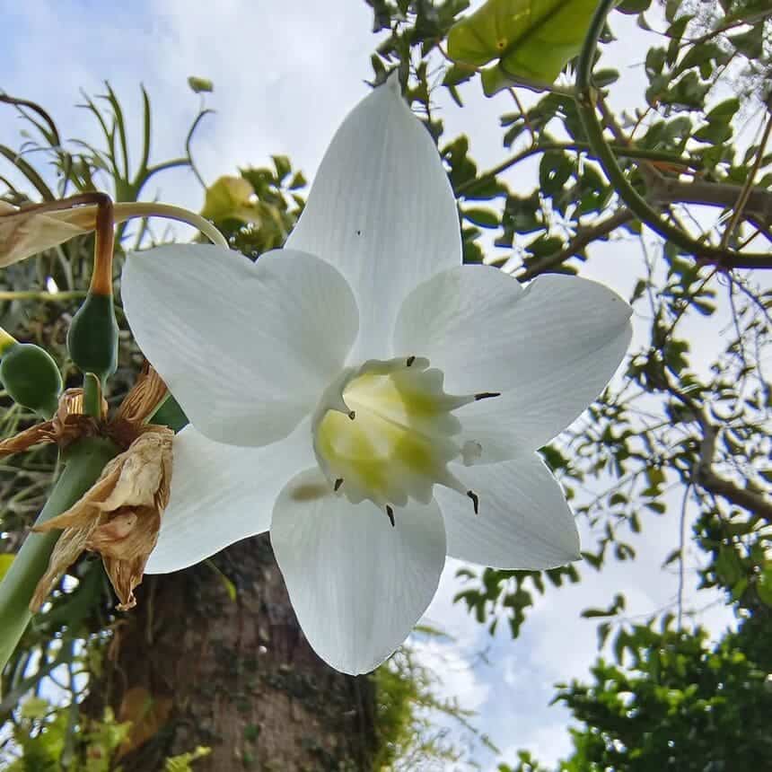 Lírio do Amazonas (eucharis grandiflora)