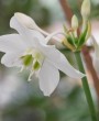 Lírio do Amazonas (eucharis grandiflora): como cuidar da espécie que se destaca pela beleza e delicadeza?