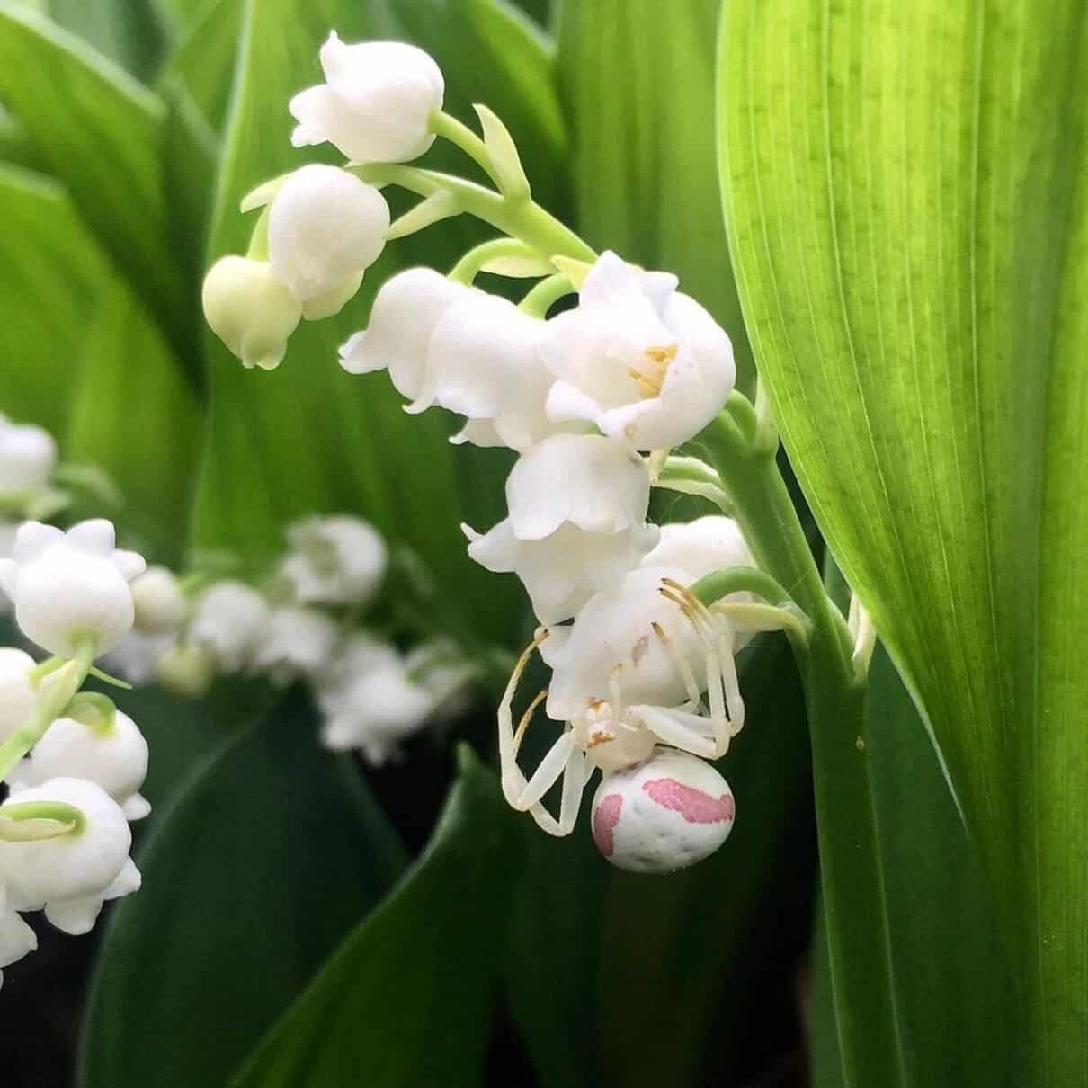 Lírio-do-vale: uma flor delicada e perfumada para o seu jardim