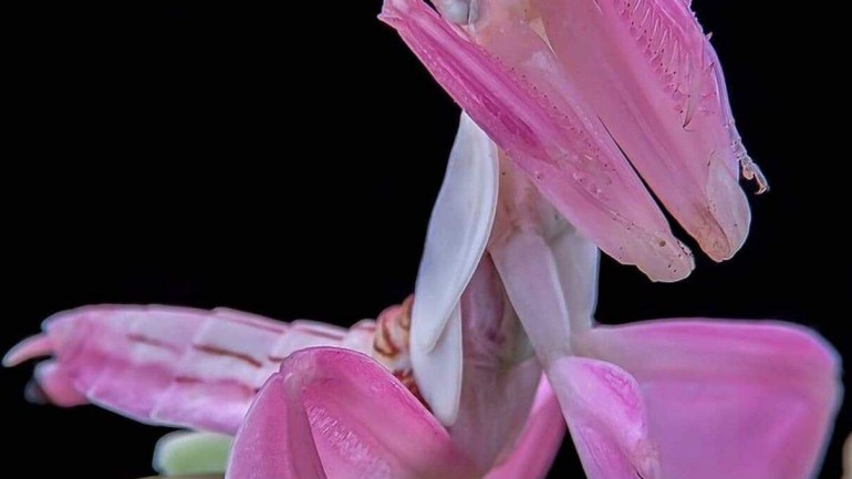 Louva-a-deus orquídea: a incrível camuflagem de um inseto exótico