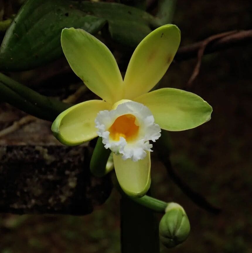 orquidea baunilha 1