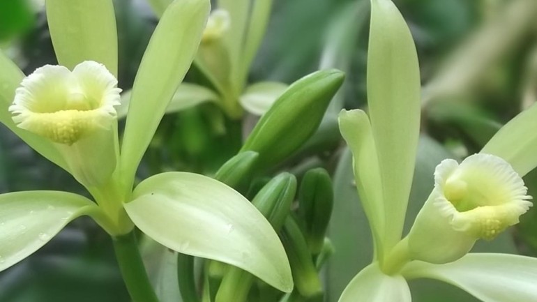 Vanilla planifolia: a orquídea baunilha que produz frutos comestíveis.