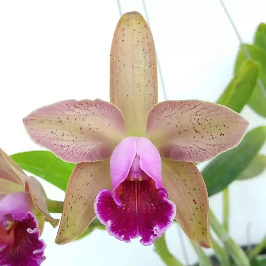5 variedades de orquídeas do mato.