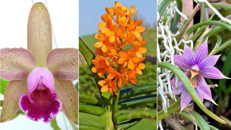 5 variedades de orquídeas do mato.