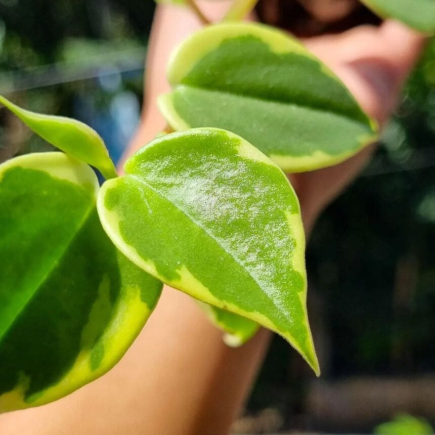 peperomia scandens