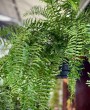 Samambaia Rabo-De-Peixe (Nephrolepis Biserrata): Descubra como cultivar essa espécie exuberante e traga um toque de verde para sua casa