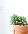 Pachyphytum ‘Chiseled Stone’: Uma Pequena Joia para o Seu Jardim