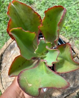 suculenta giibiflora
