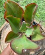 Suculenta Gibbiflora: Guia Completo para Cultivo e Cuidados