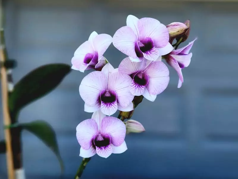Jardineira ensina adubo para orquídea caseiro para ter uma planta forte e saudável.