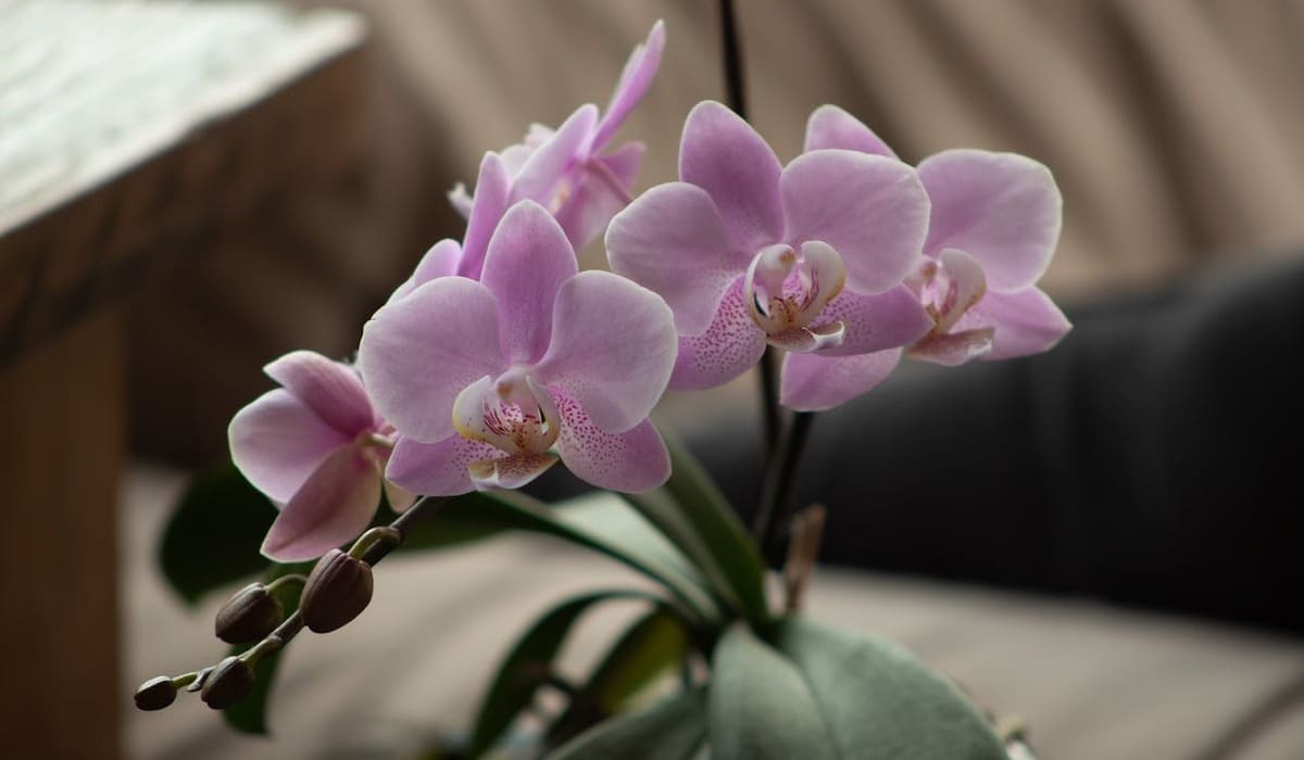 Aprenda a fazer um adubo caseiro para suas orquídeas florescerem ainda mais