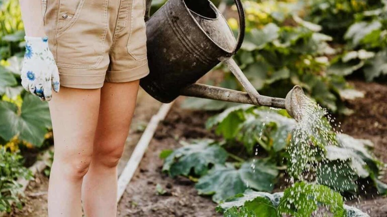 Água de Arroz para Plantas: 5 Razões para Adotar Essa Prática Verde