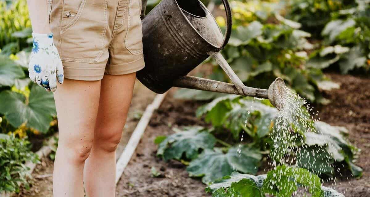 Água de Arroz para Plantas: 5 Razões para Adotar Essa Prática Verde