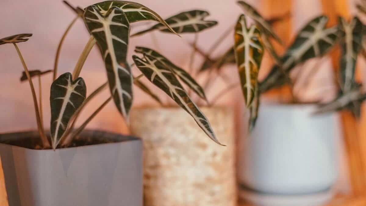 Alocasia Piccolini: Guia para Cultivar essa Beleza Tropical em Casa