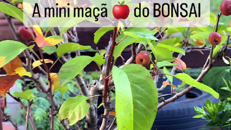 Bonsai de Mini Maçãs: A Sensação das Redes Sociais que viralizou!