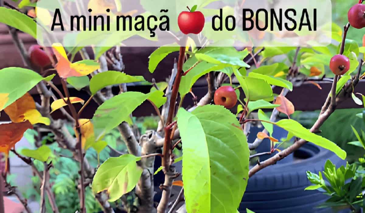 Bonsai de Mini Maçãs: A Sensação das Redes Sociais que viralizou!