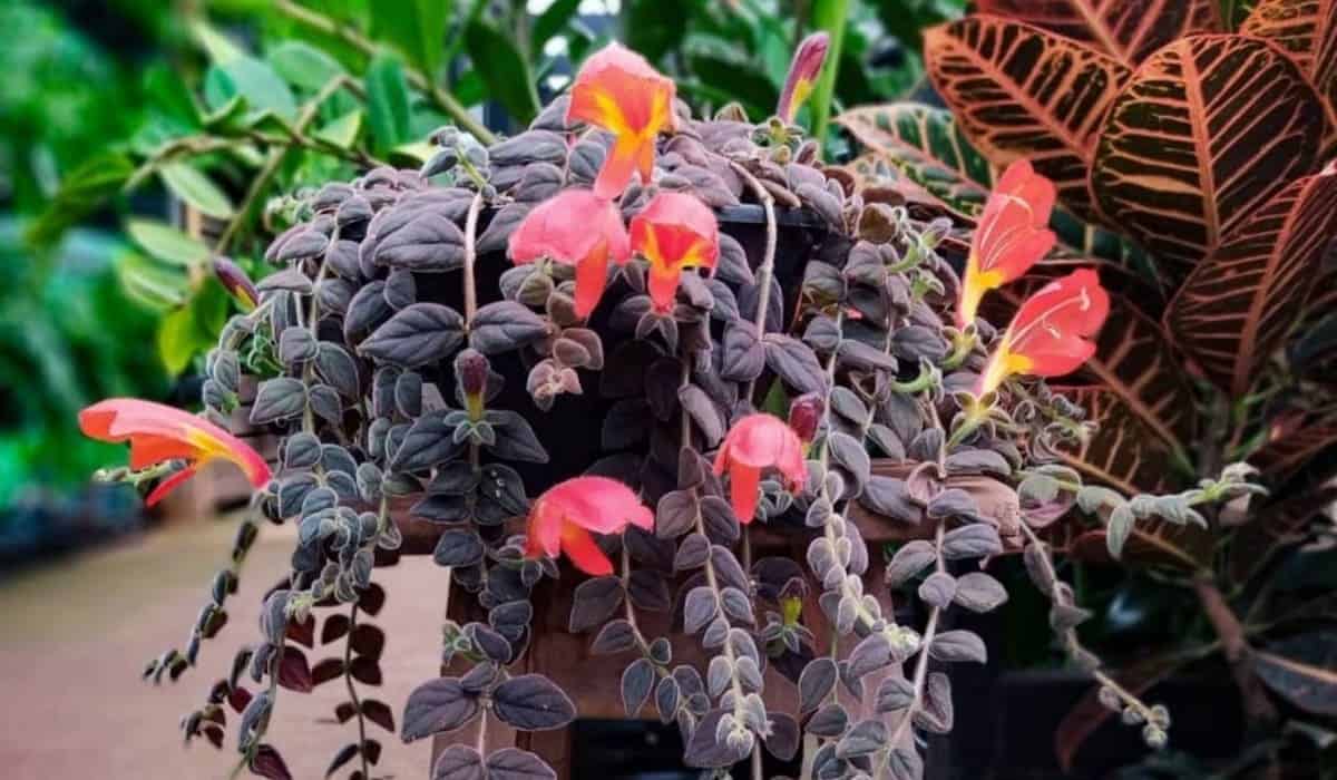 Columeia havaiana (columeia gloriosa): a planta que encanta e se destaca com suas flores coloridas.