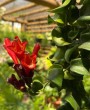 Columeia Twister (Aeschynanthus pulcher ‘Twister’): Guia para Cultivo e Beleza Sinuosa