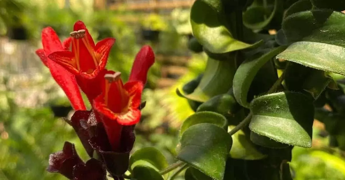 Columeia Twister (Aeschynanthus pulcher ‘Twister’): Guia para Cultivo e Beleza Sinuosa