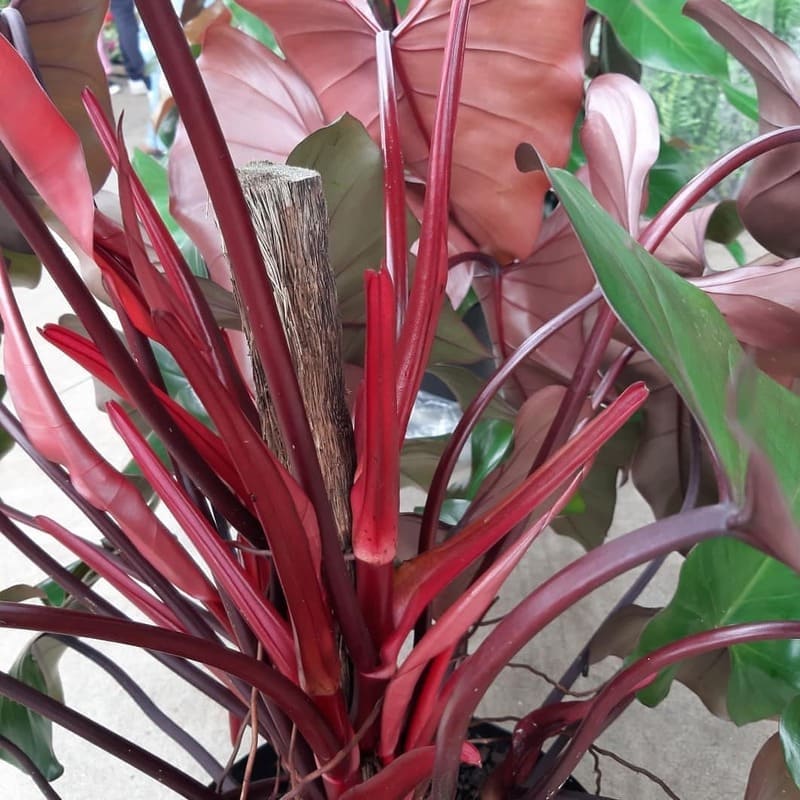 Filodendro-Roxo (Philodendron erubescens)