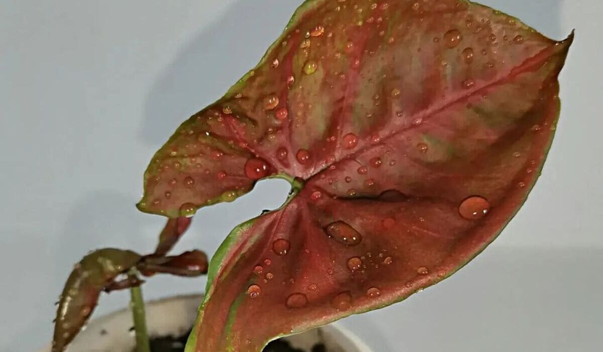 Filodendro-Roxo (Philodendron erubescens): Guia Completo de Cultivo