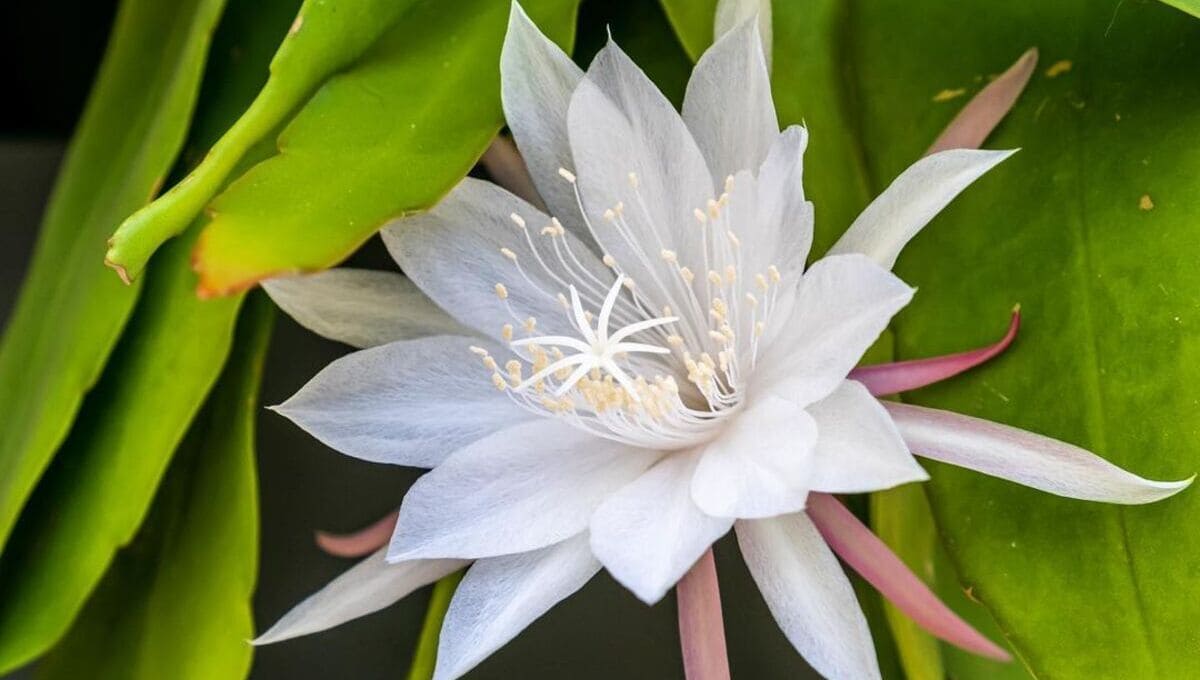 Kadupul (Epiphyllum oxypetalum): Guia Completo de Cultivo da flor “Rainha da noite”.