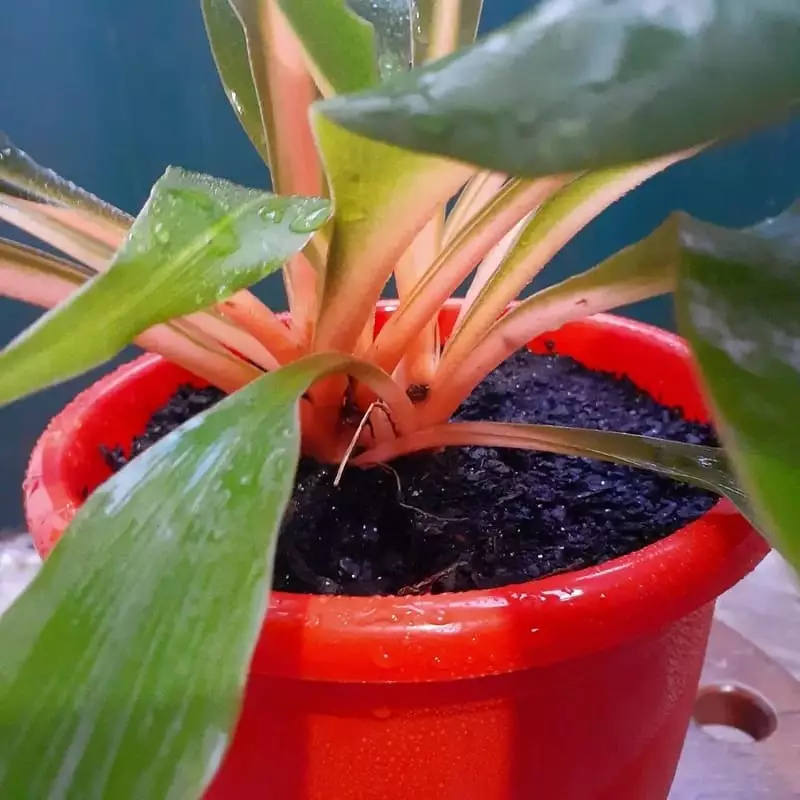 Lumina (Chlorophytum orchidastrum)