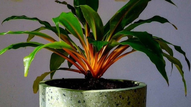Planta Lumina (Chlorophytum orchidastrum): Como cultivar essa planta fluorescente?