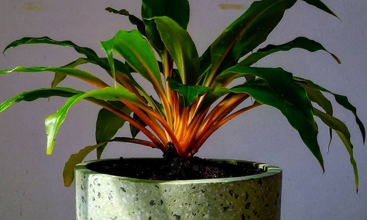 Planta Lumina (Chlorophytum orchidastrum): Como cultivar essa planta fluorescente?