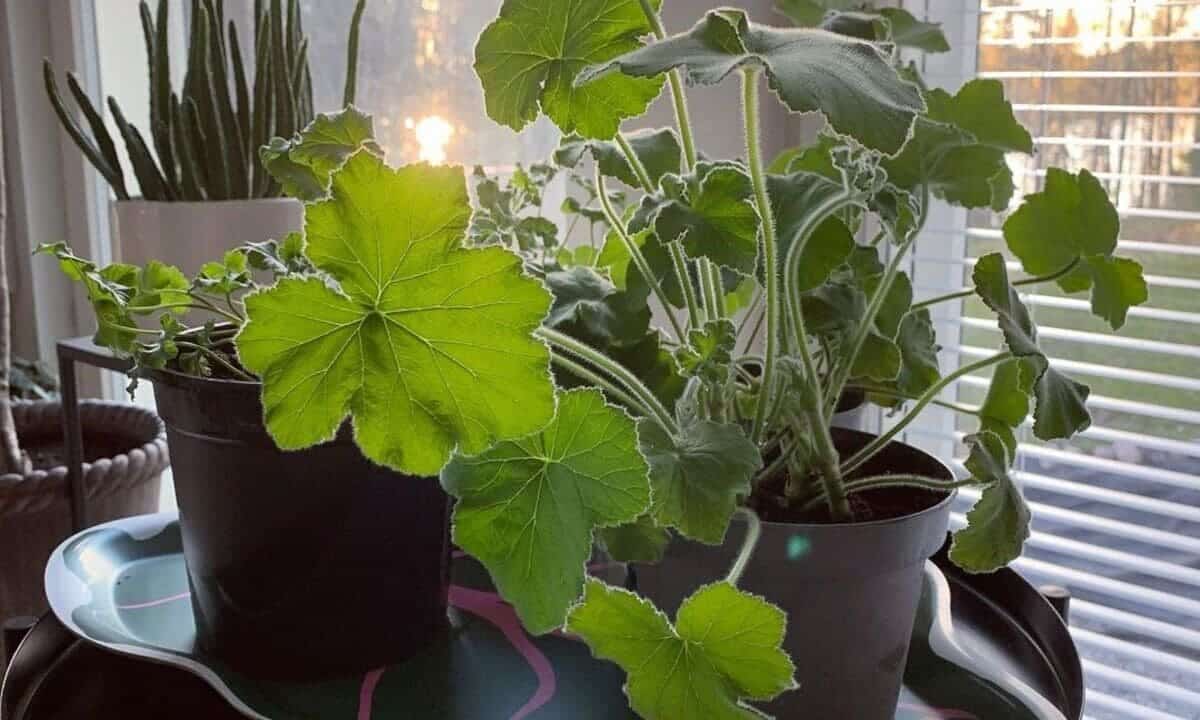 3 plantas repelentes que afastam mosquitos que você precisa conhecer!