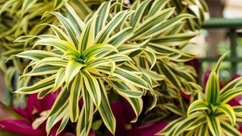 Pleomele variegata: Guia Completo para Cultivar a Dracena Reflexa
